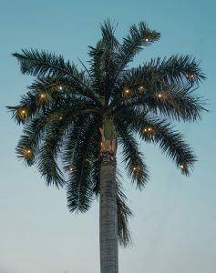 Christmastime in South Florida